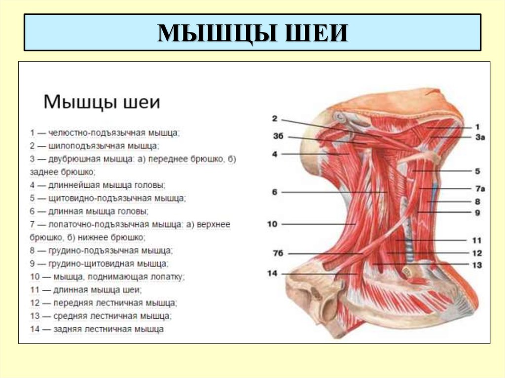 Мышцы шеи фото с описанием