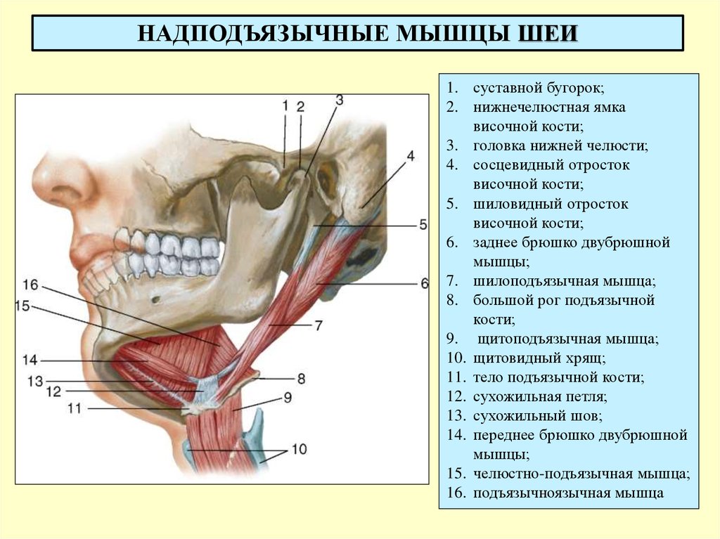 Клыковой ямки. Мышцы челюсти анатомия нижней челюсти. Строение подъязычной кости анатомия. Ямка двубрюшной мышцы нижней челюсти. Топографическая анатомия шиловидного отростка.