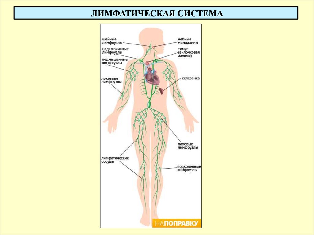 Система лимфоузлов человека. Лимфатическая система человека лимфоузлы. Где находятся лимфатические узлы у человека схема. Лимфатическая система у женщин анатомия. Схема лимфатической системы в теле человека.
