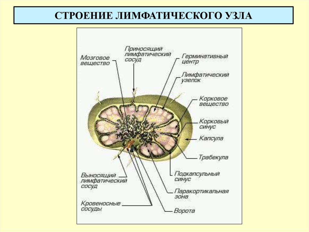 Лимфоузлы особенности. Схема строения лимфатического узла. Строение лимфатического узла анатомия. Строение лимфатического узла рисунок. Строгие лимыотичнского узла.