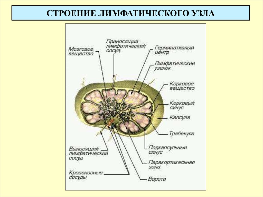 Строение лимфатического. Схема строения лимфатического узла. Строение лимфатического узла анатомия. Функции структур лимфатического узла. Внутреннее строение лимфатического узла.