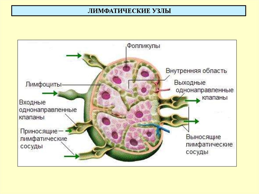 Жидкость в лимфоузле. Схема строения лимфатического узла. Лимфоузел строение анатомия. Лимфатический узелок лимфатического узла. Лимфатические узлы анатомия человека.