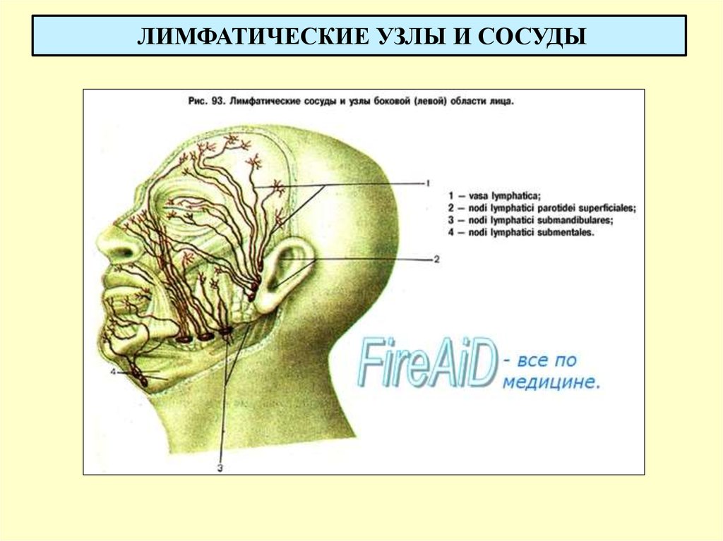 Узлы на затылке. Лимфатическая система головы человека. Лимфатическая система головы и шеи анатомия. Лимфатическая система человека схема на лице. Лимфосистема головы человека схема.