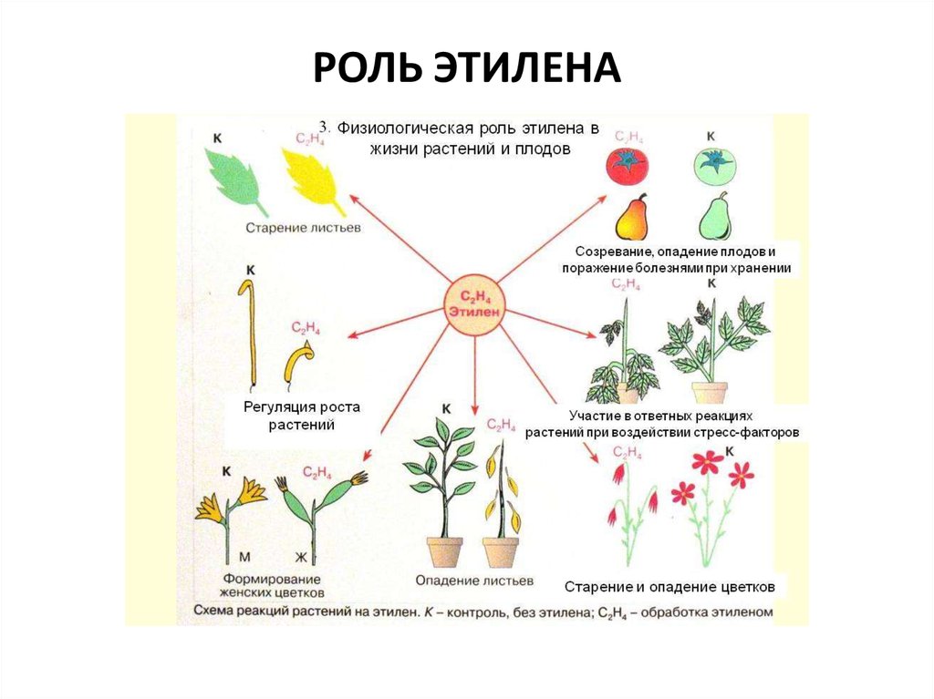 Периоды индивидуального развития растений. Роль растений схема. Роль растений в природе. Схема роль растений для человека. Электричество в жизни растений.
