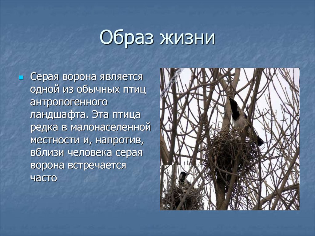 Образ жизни птиц леса. Птицы по образу жизни. Интересные факты о воронах. Ворона образ жизни. Ворона для презентации.