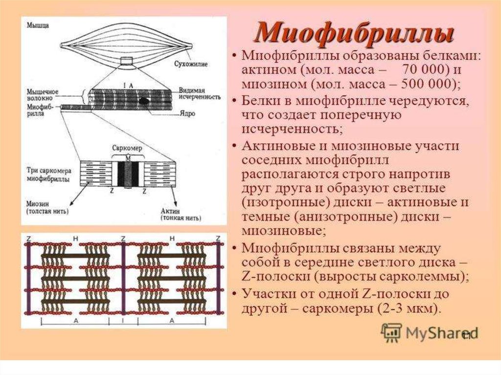 Нить саркомера. Строение мышечного волокна саркомер. Саркомерное строение миофибрилл. Строение миофибриллы мышечного волокна. Строение мышцы миофибриллы.