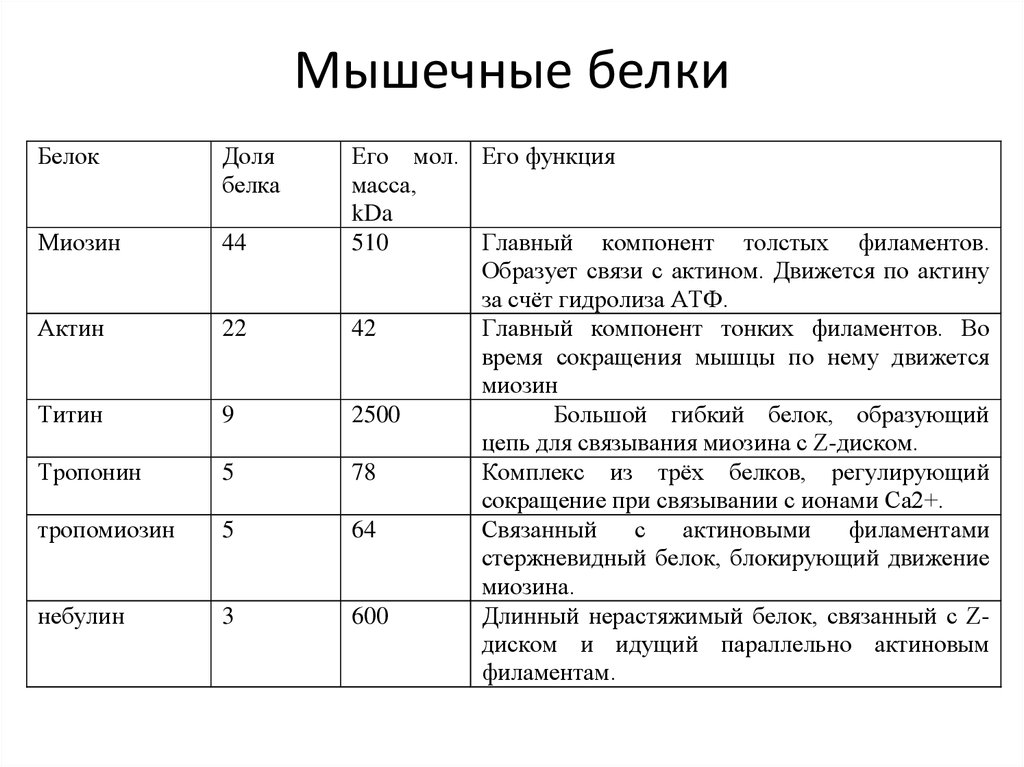 Мышечный белок. Мышечные белки. Функции белков мышечной ткани. Виды белков в мышечной ткани. Функции белков в мышцах.