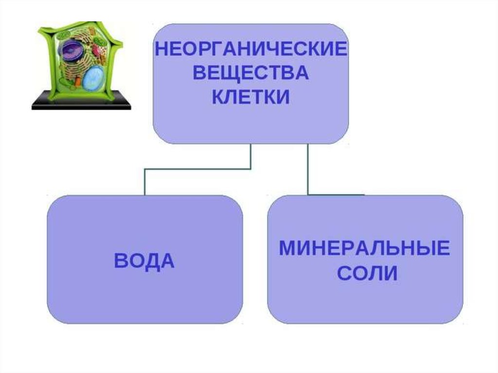 Химический состав клетки 5 класс биология презентация