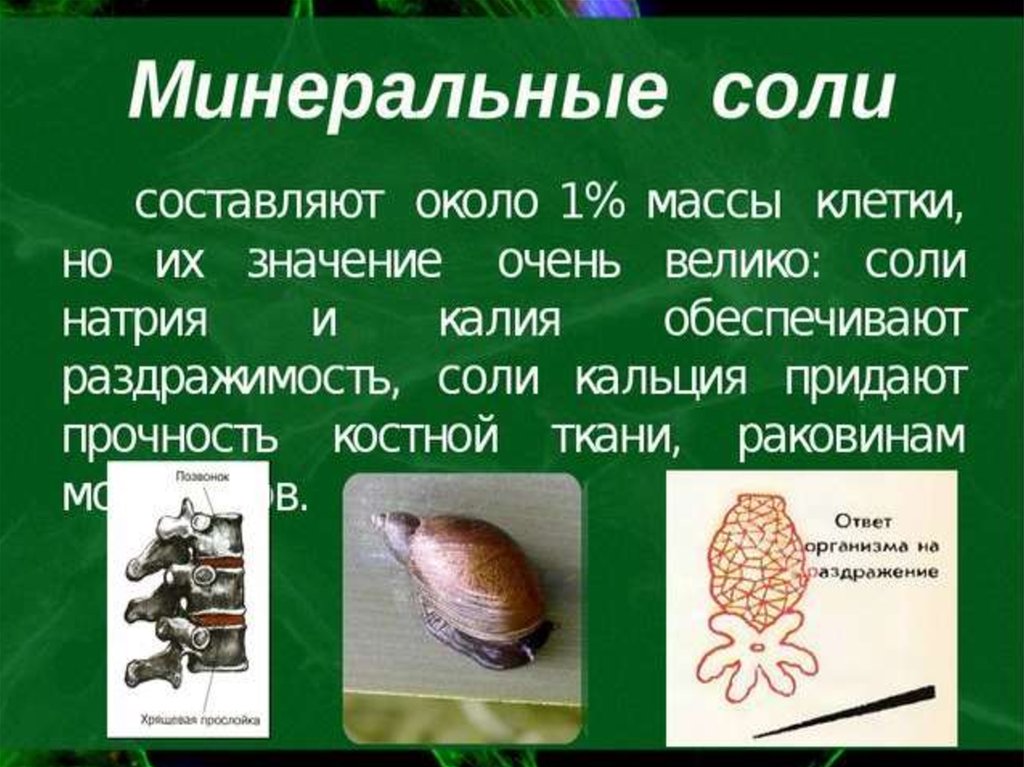 Химический состав клетки презентация