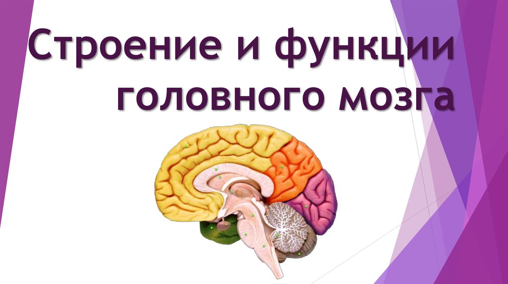 Презентация 8 класс головной мозг строение и функции 8 класс