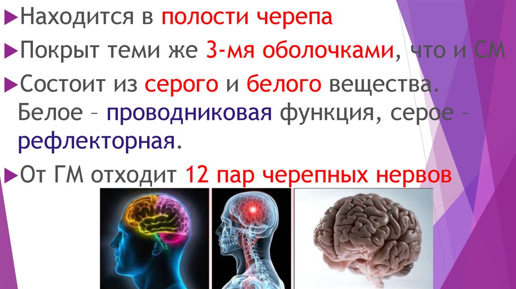 Презентация строение и функции головного мозга 8 класс