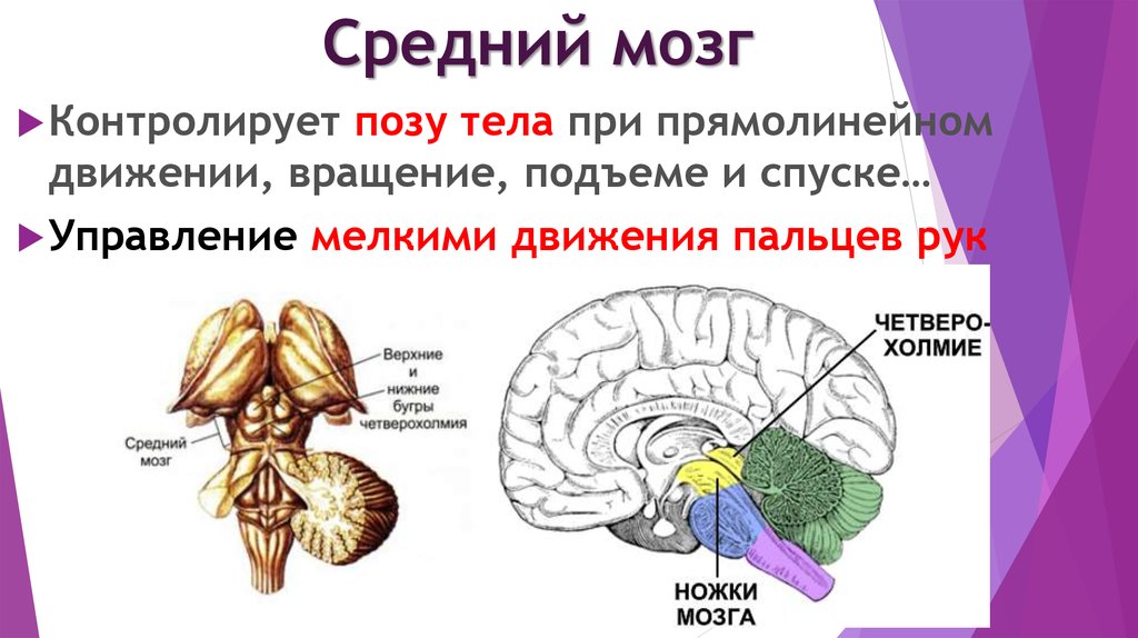 Функции структур среднего мозга. Средний мозг функции. Строение среднего мозга мозга. Функции среднего мозга человека. Средний мозг строение и функции.