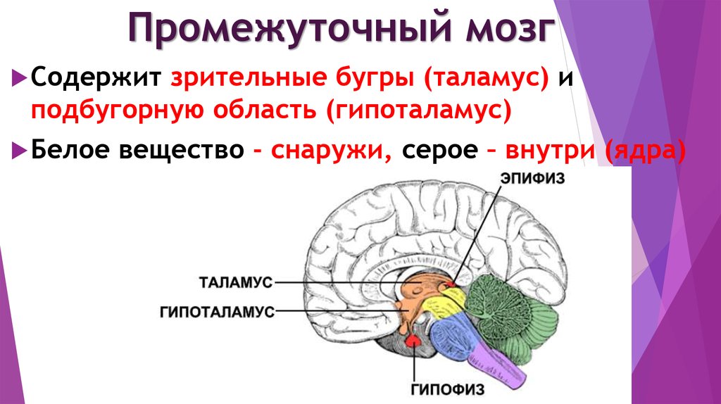 Таламус и гипоталамус какой отдел мозга. Гипофиз эпифиз таламус. Наружное строение промежуточного мозга. Промежуточный мозг строение и функции метаталамус. Строение промежуточного мозга в головном мозге.
