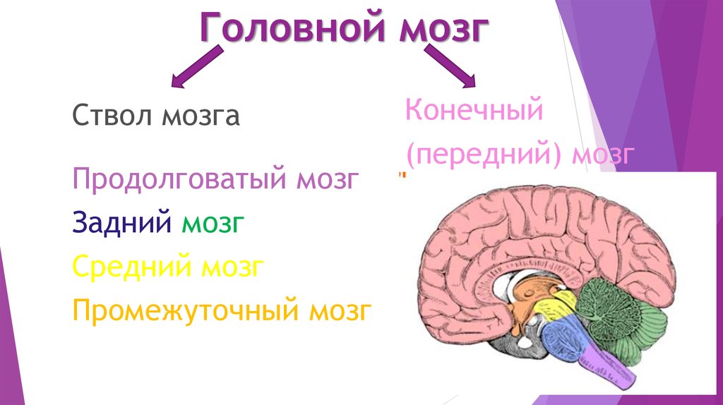 Функции головного мозга презентация. Головной мозг 8 класс презентация. Презентация головной мозг строение и функции 8 класс. Mozg prezentația ppt.