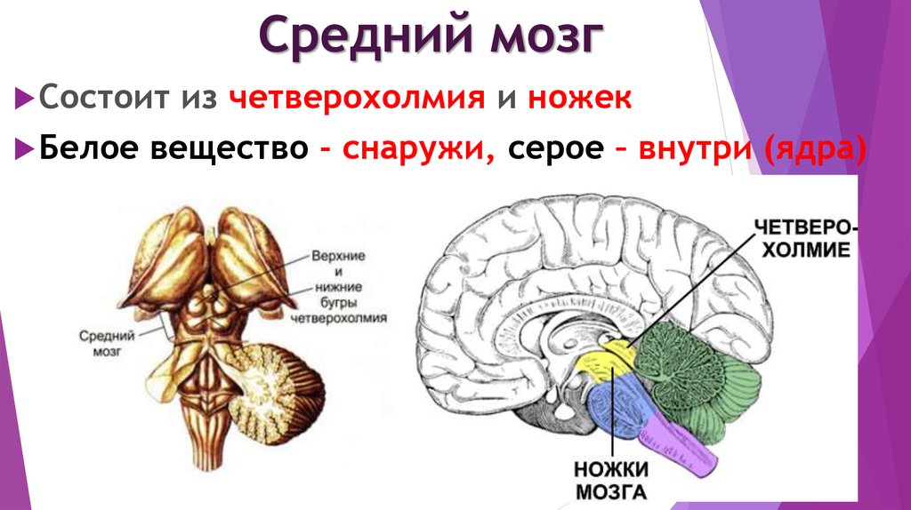Средний мозг включает в себя