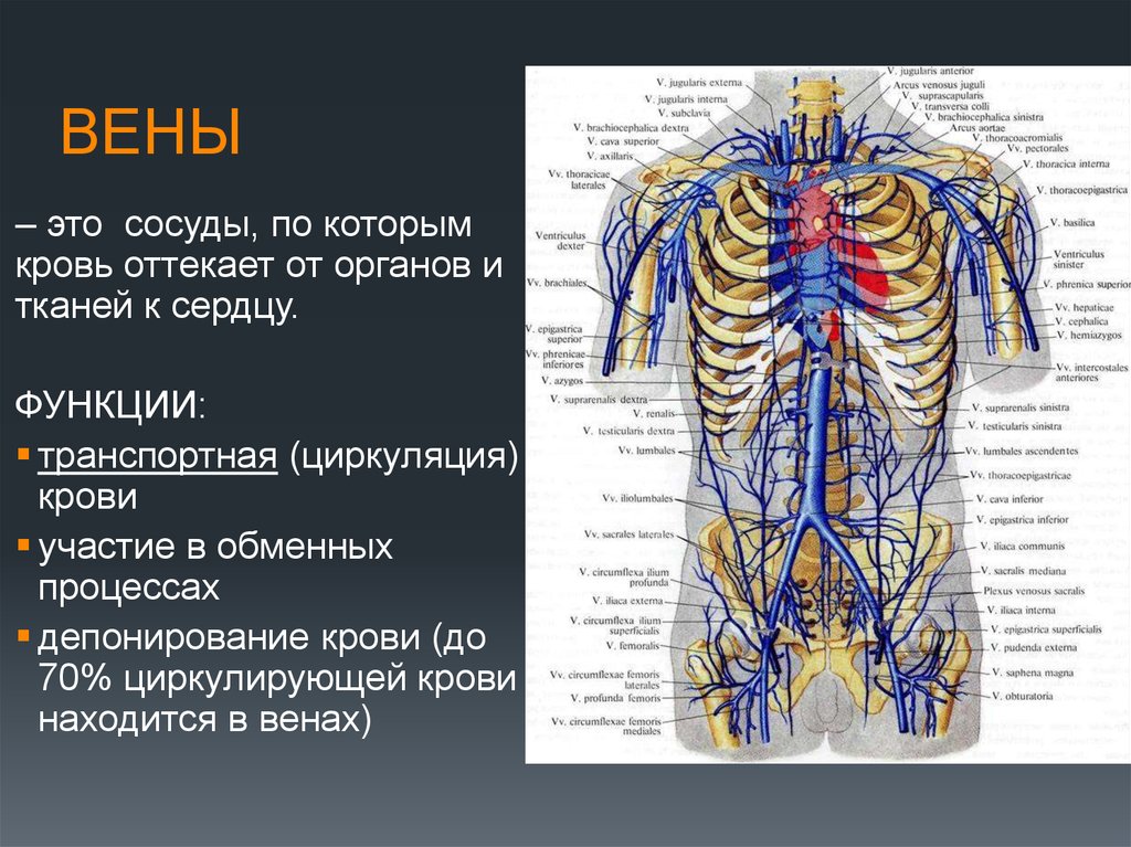 Артерии и вены определение. Плечеголовная Вена анатомия. Безымянная Вена анатомия. Венозная система человека анатомия. Вены анатомия кратко.