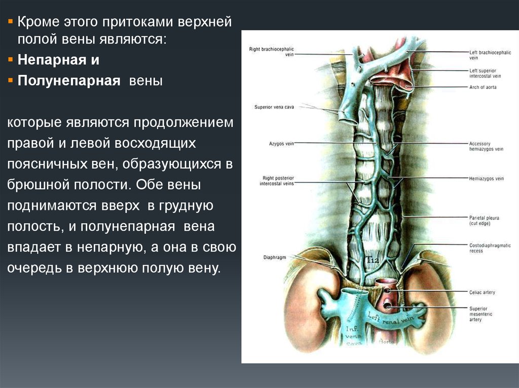 Половая вена. Верхняя полая Вена анатомия латынь. Восходящие поясничные вены.