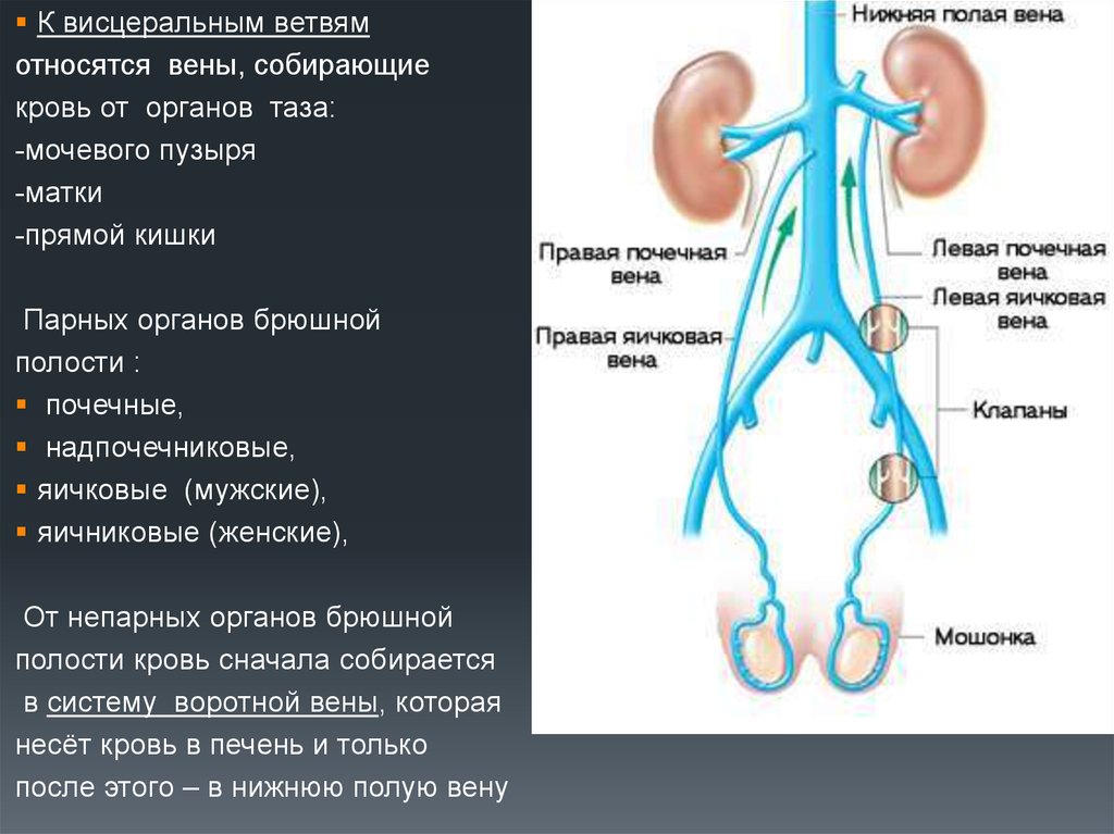 Варикоцеле мкб