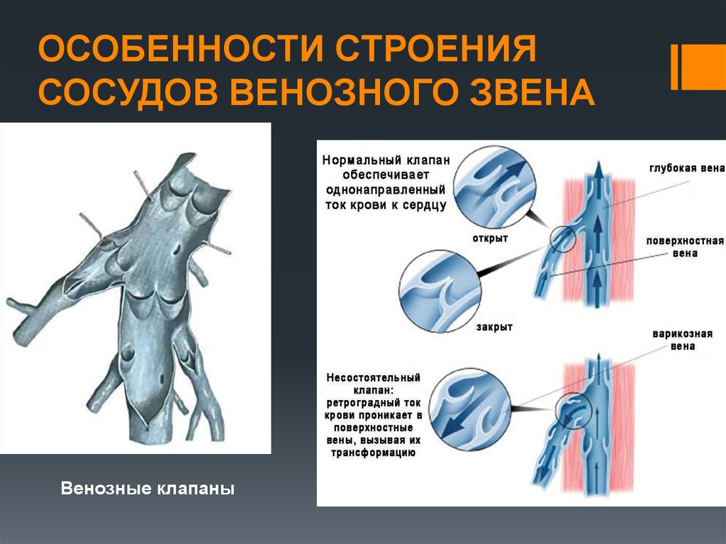 Особенность строения вены по сравнению с артерией. Строение вен. Особенности строения вены. Строение венозных сосудов. Особенности строения сосудов звена.