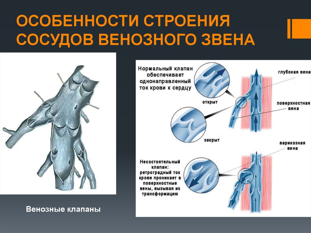 Вены это сосуды. Особенности строения вен нижней половины туловища. Особенности строения артерий. Особенности строения вены. Особенности строения венозной системы.