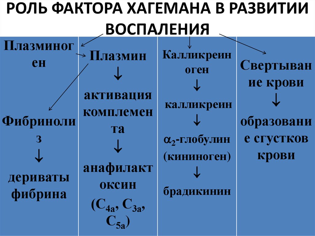 Фактор 12. Фактор Хагемана кининовая система. Роль фактора Хагемана в развитии воспаления. Фактор Хагемана в воспалении роль. Фактор Хагемана при воспалении.