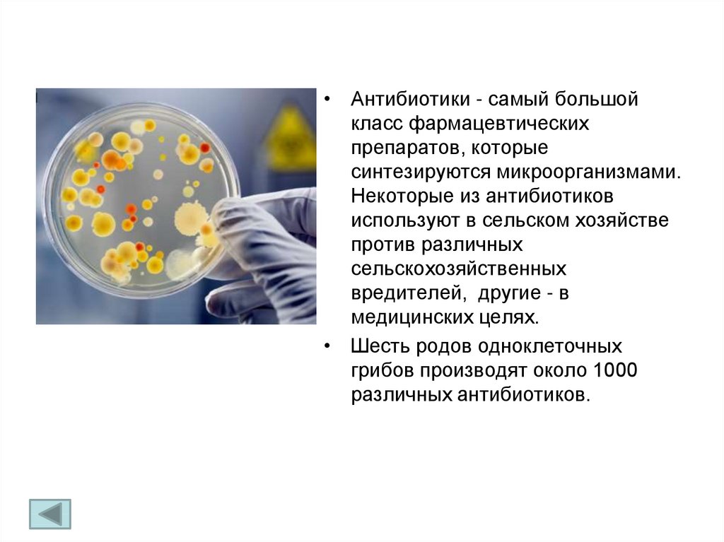 В каких биотехнологиях используют одноклеточные грибы