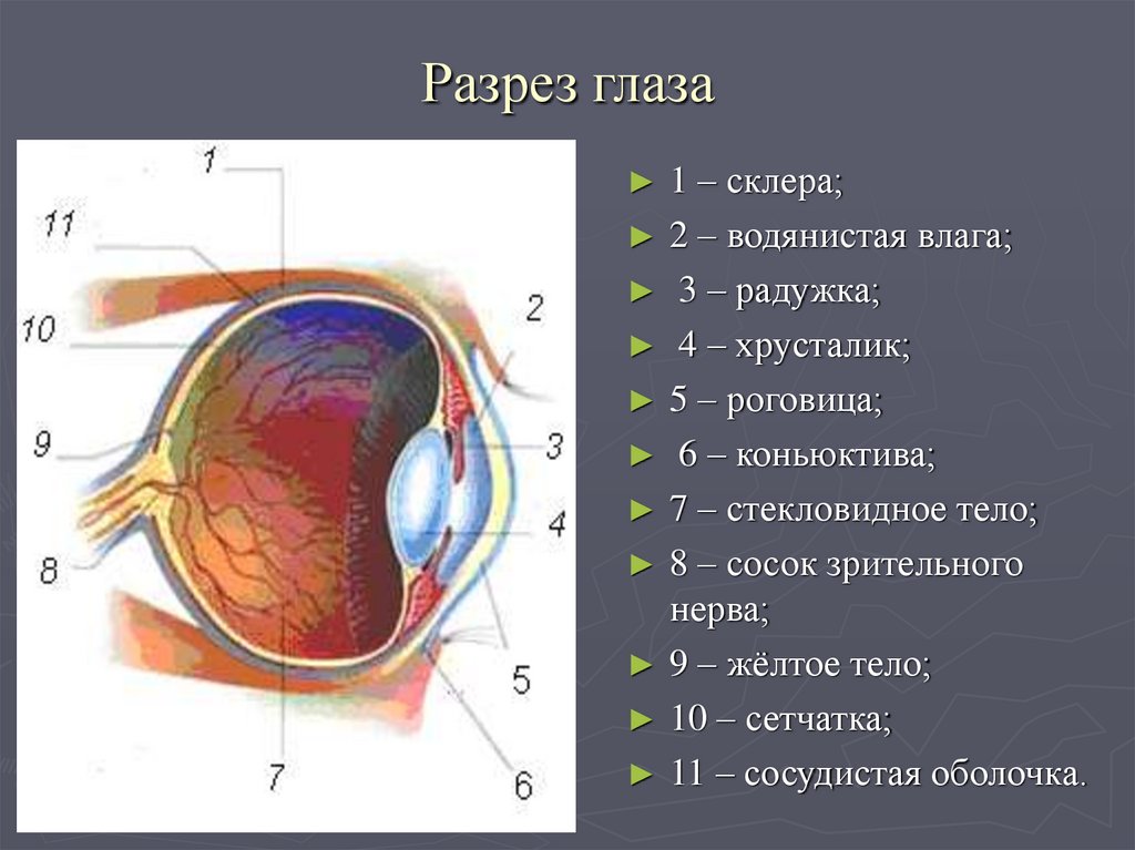 Сагиттальный разрез глаза фото