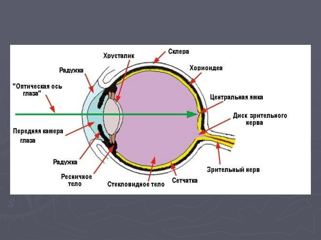 Какой части глазного яблока образуется изображение предмета. Схема строения глазного анализатора. Прохождение луча света в глазном яблоке. Оптическую схему строения глаза. Схема прохождения света через оптическую систему глаза.