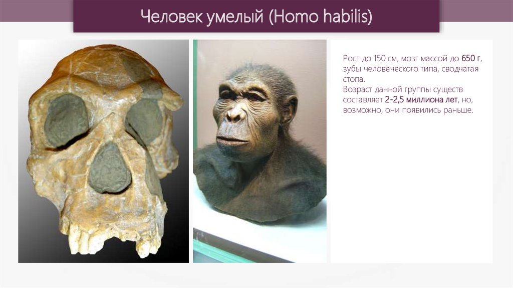 Возникновение человека умелого. Homo habilis эпоха. Появление homo habilis. Человек умелый homo habilis появился в эпоху. Украшения человека умелого.