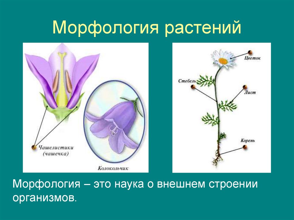 Морфология биология. Морфология растений. Морфологическое строение растений. Морфология цветкового растения. Морфология цветка растений.