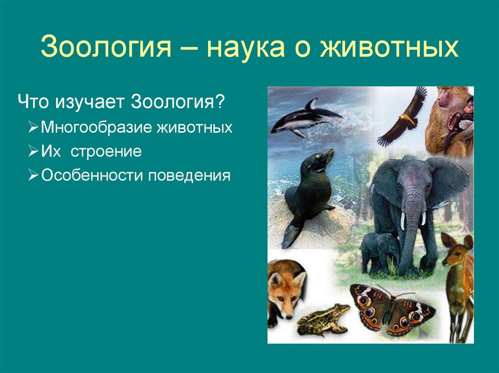 Виды зоологов. Многообразие животных. Зоология животные. Зоология изучает животных. Тема Зоология наука о животных.