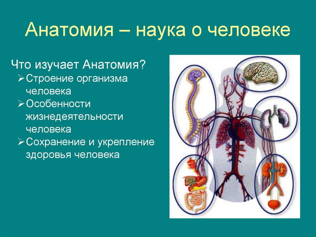 Наука изучающая организмы. Что изучает анатомия. Анатомия это наука. Анатомия биологических наук. Что изучает анатомия в биологии.