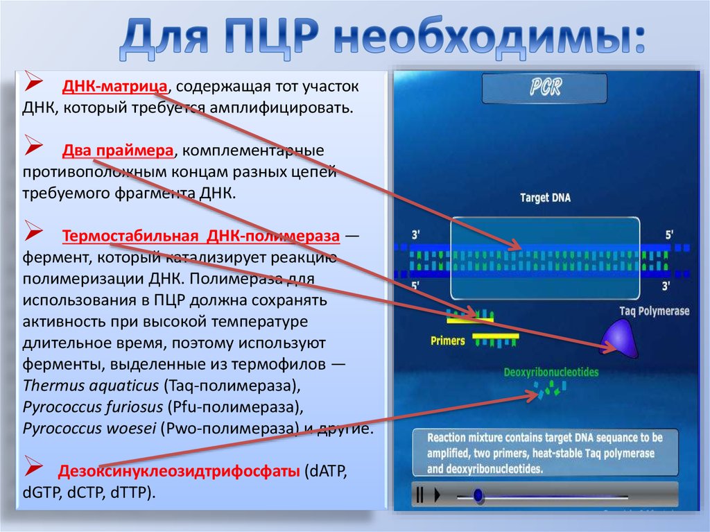 Необходимо днк. Для проведения ПЦР используется фермент. Термостабильная ДНК-полимераза. ДНК матрица в ПЦР. Taq полимераза в ПЦР.