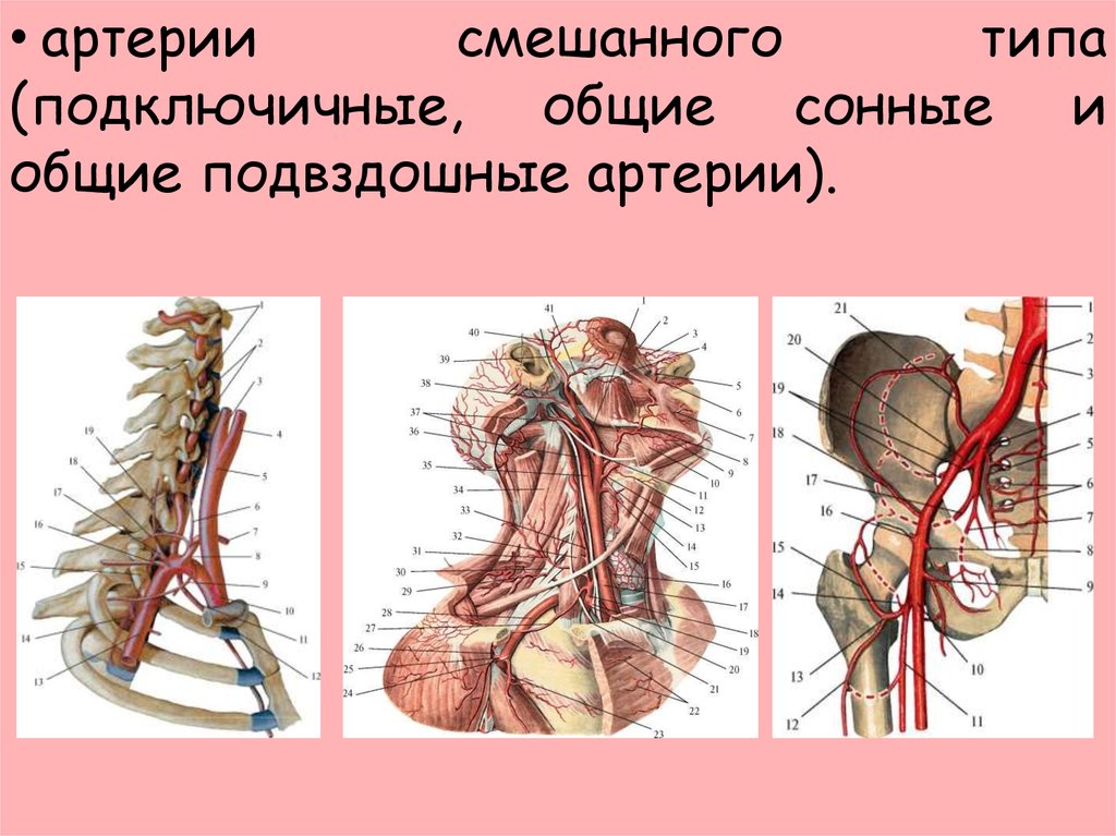 Сонная и подключичная артерия