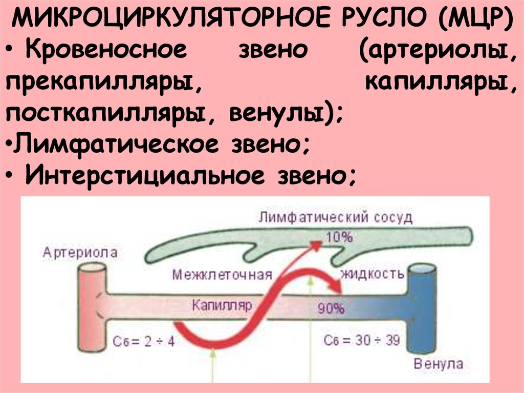 Микроциркуляторное русло. Звенья микроциркуляторного русла. МЦР микроциркуляторное русло. Артериолы прекапилляры капилляры посткапилляры венулы. Микроциркуляторное лимфатическое русло.