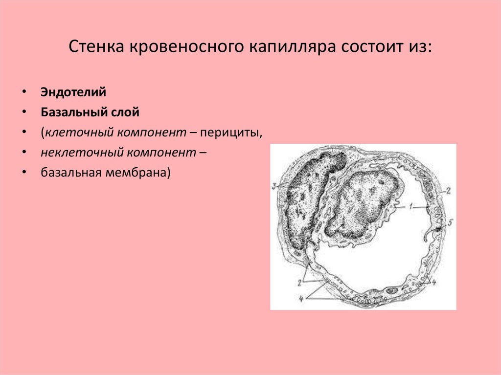 Стенки капилляров. Стенки капилляров состоят из. Стенка капилляра. Стенка капилляра состоит. Стенка кровеносного капилляра.