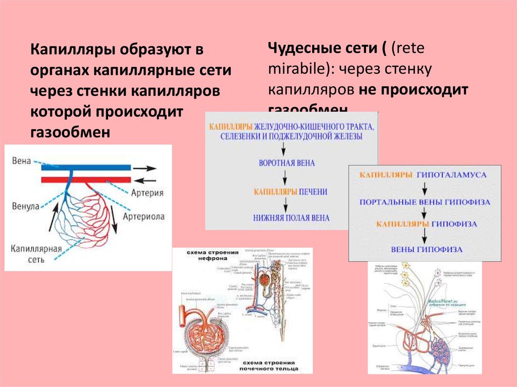 Сеть образованный. Чудесная капиллярная сеть. Чудесная капиллярная сеть печени. Чудесная сеть капилляров. Стенка капилляра образована:.