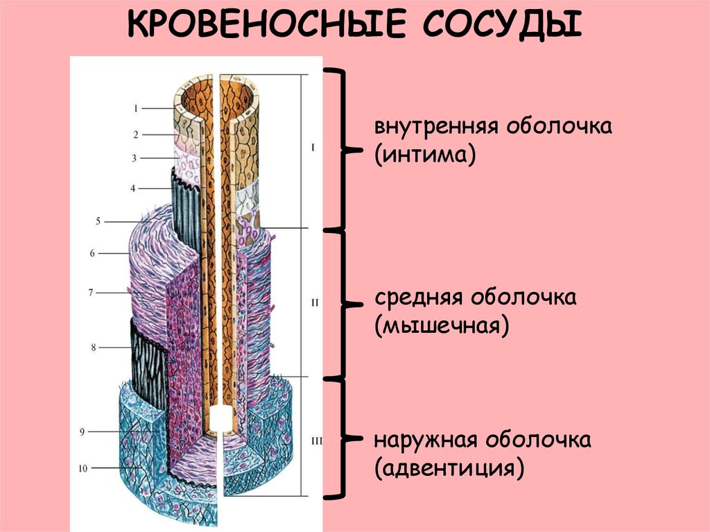 Внутренняя оболочка. Внутренняя средняя наружная оболочка. Адвентиция кровеносных сосудов. Оболочка адвентиция. Адвентация наружной оболочки.