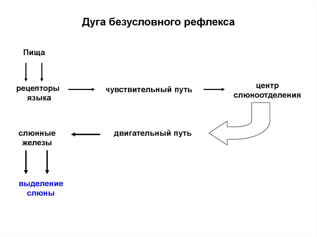 Схема рефлекторной дуги безусловного слюноотделительного рефлекса