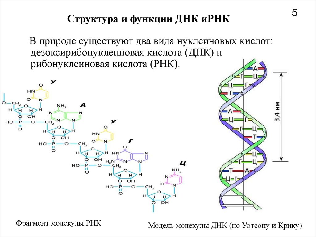 Геномные рнк. Первичная структура ДНК функции. Структура дезоксирибонуклеиновой кислоты (ДНК).. Структура и функции молекул ДНК. Строение и функции ДНК биохимия.