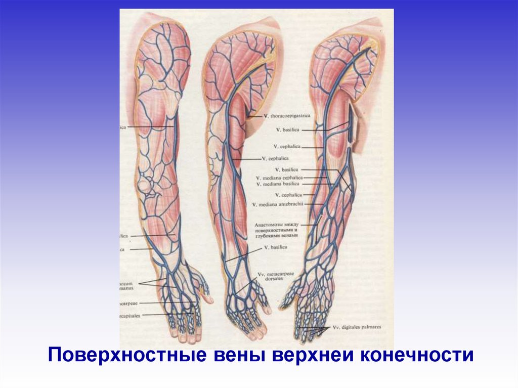 Поверхностные вены верхней конечности. Поверхностные вены верхней конечности таблица. Презентация анатомия верхней конечности травматология. Дуплекс вен верхних конечностей.
