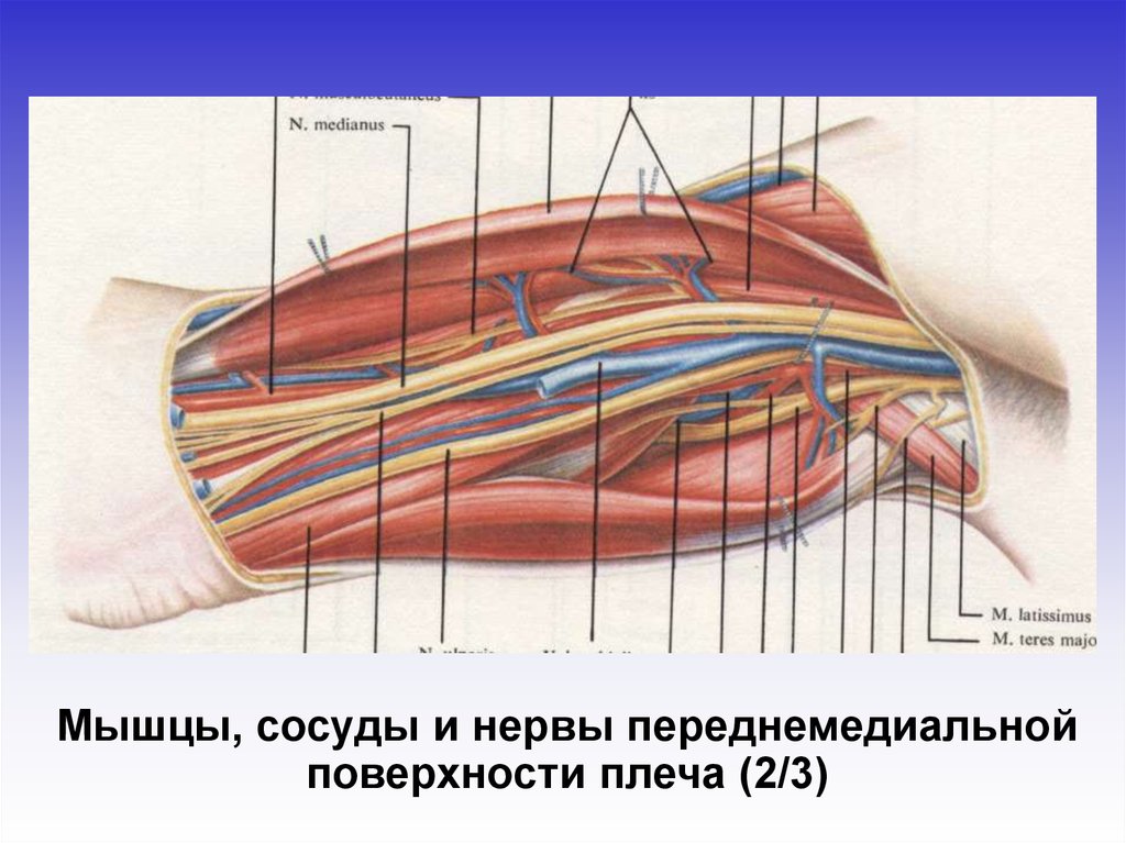 Хирургическая анатомия