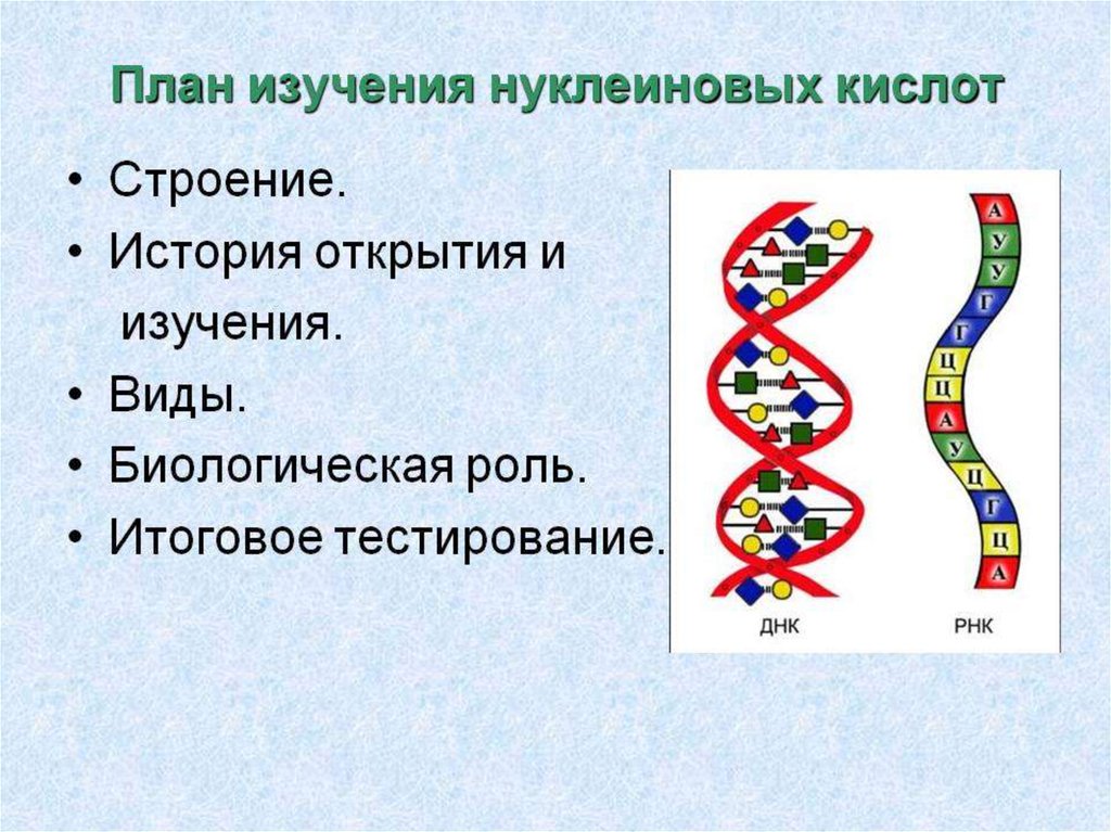 Нуклеиновые кислоты презентация 10 класс биология