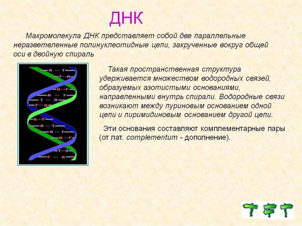 Известно что комплементарные цепи нуклеиновых