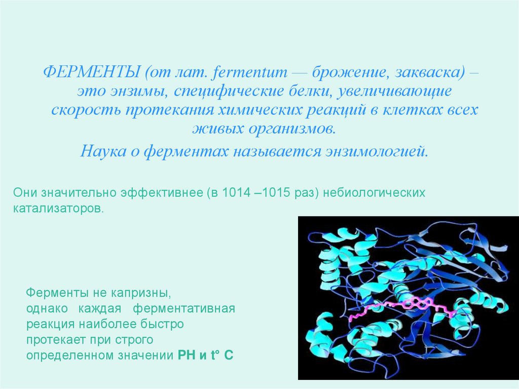 Презентация на тему ферменты 10 класс