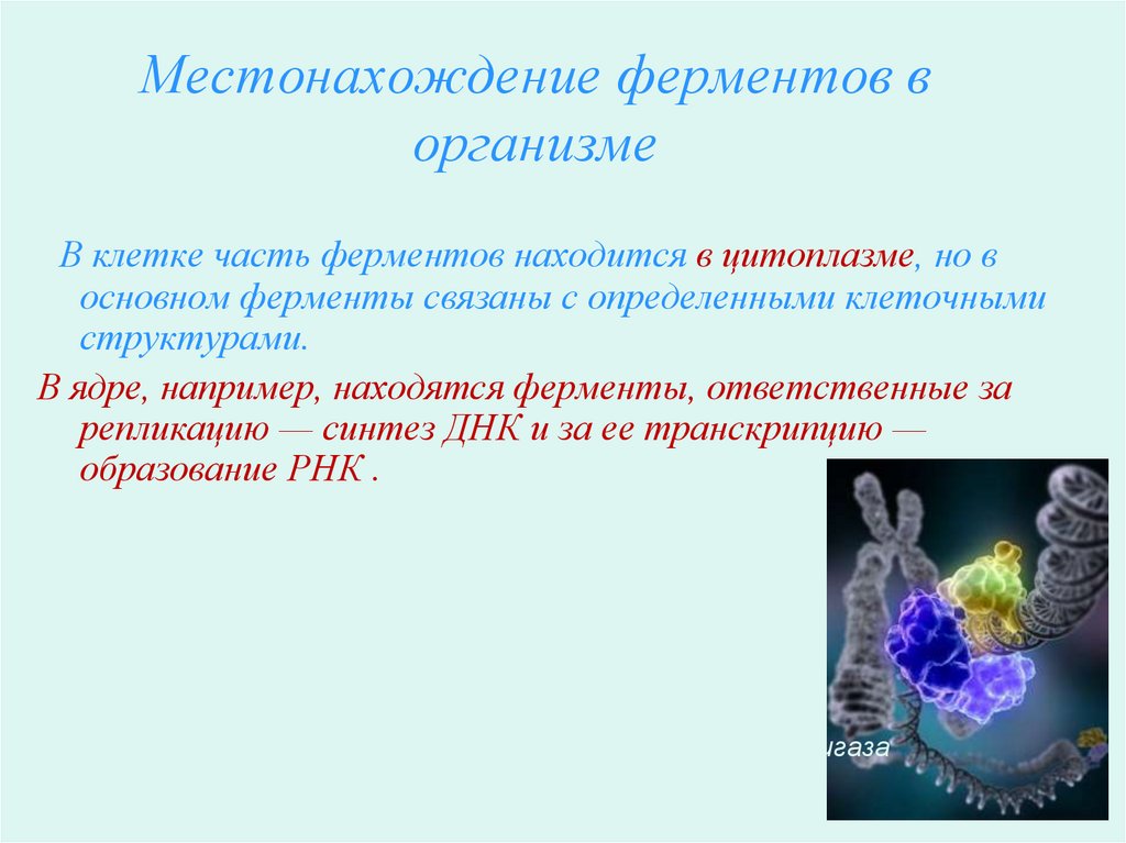 Ферменты в организме. Местонахождение ферментов. Локализация ферментов в организме. Распределение ферментов в организме.