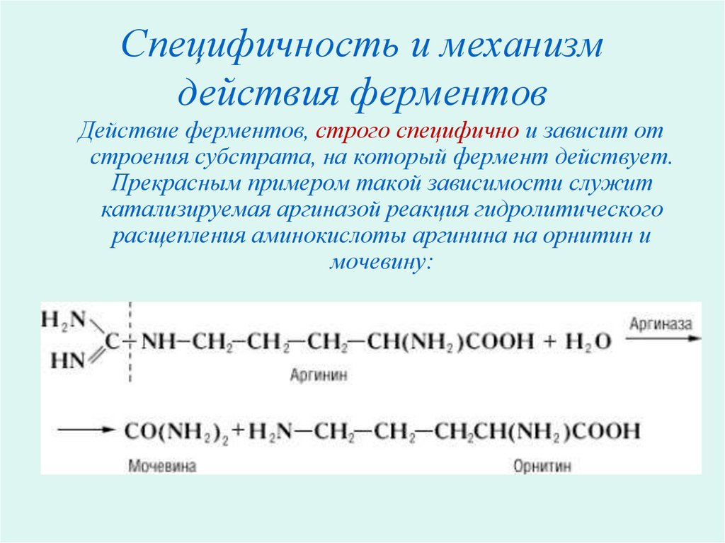 Проект по химии на тему ферменты