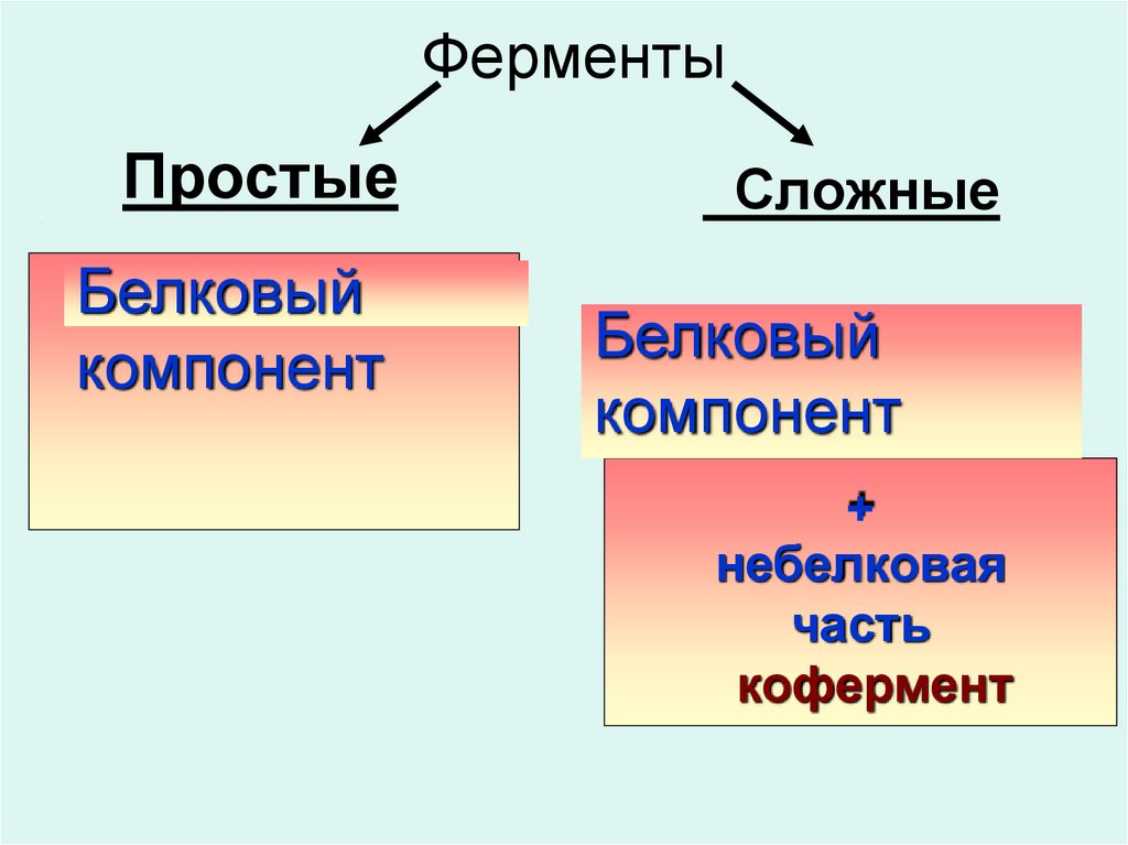 Ферменты проект