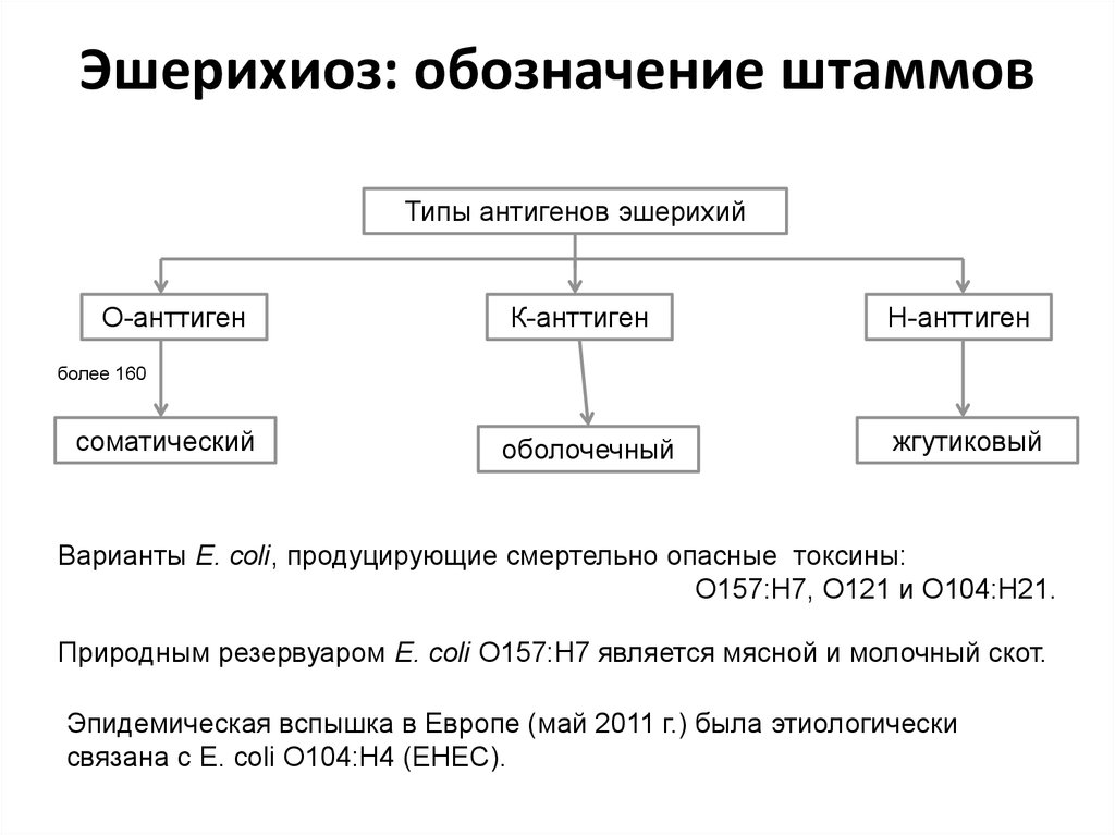 Схема патогенеза эшерихиоза