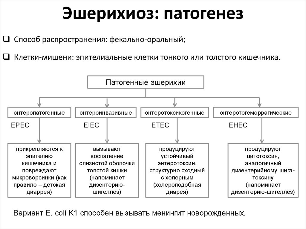 Схема патогенеза эшерихиоза